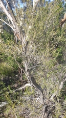 Melaleuca acuminata