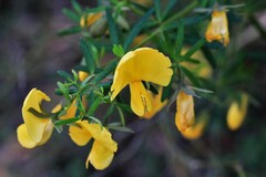 Gompholobium latifolium
