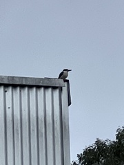 Todiramphus macleayii