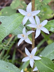 Zanthoxyloideae