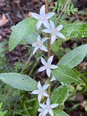 Zanthoxyloideae