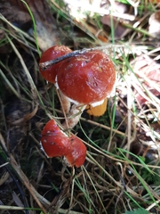 Leratiomyces ceres