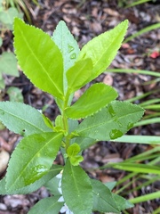 Zanthoxyloideae
