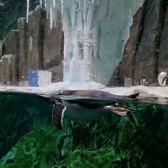 Aptenodytes patagonicus