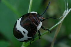 Poecilocoris lewisi