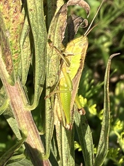 Oxya yezoensis