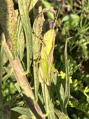 Oxya yezoensis