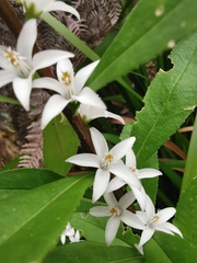 Crowea angustifolia