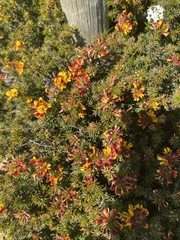 Pultenaea tenuifolia