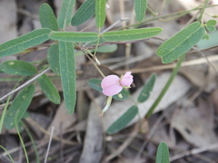 Galactia tenuiflora