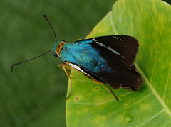 Eudamini