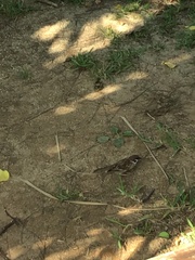 Passer montanus saturatus