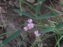 Galactia tenuiflora