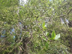 Plagianthus regius