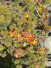Pultenaea tenuifolia