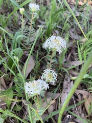 Pimelea linifolia