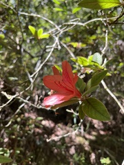 Rhododendron oldhamii