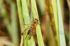 Echthromorpha agrestoria