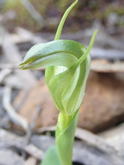 Pterostylis foliata
