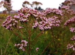 Stevia viscida