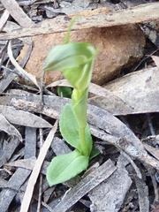 Pterostylis foliata
