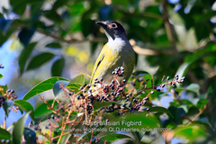 Sphecotheres vieilloti