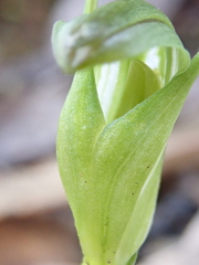 Pterostylis foliata