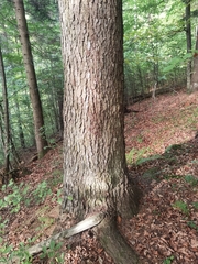 Abies alba