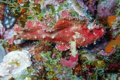 Taenianotus triacanthus