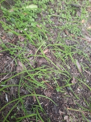 Arthropodium candidum