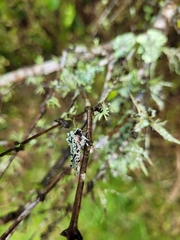Meterana exquisita