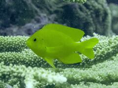 Pomacentrus moluccensis