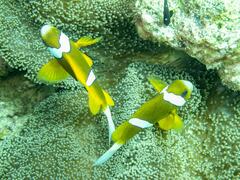 Amphiprion akindynos