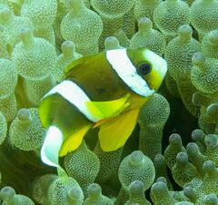 Amphiprion akindynos