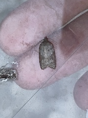 Acleris sparsana
