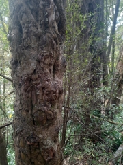 Coprosma linariifolia