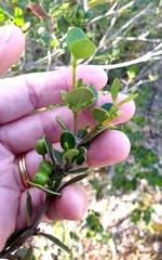 Alyxia buxifolia
