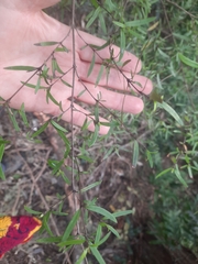 Coprosma linariifolia