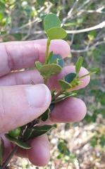 Alyxia buxifolia