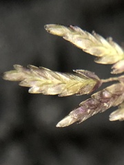 Eragrostis cilianensis