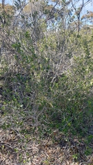 Alyxia buxifolia
