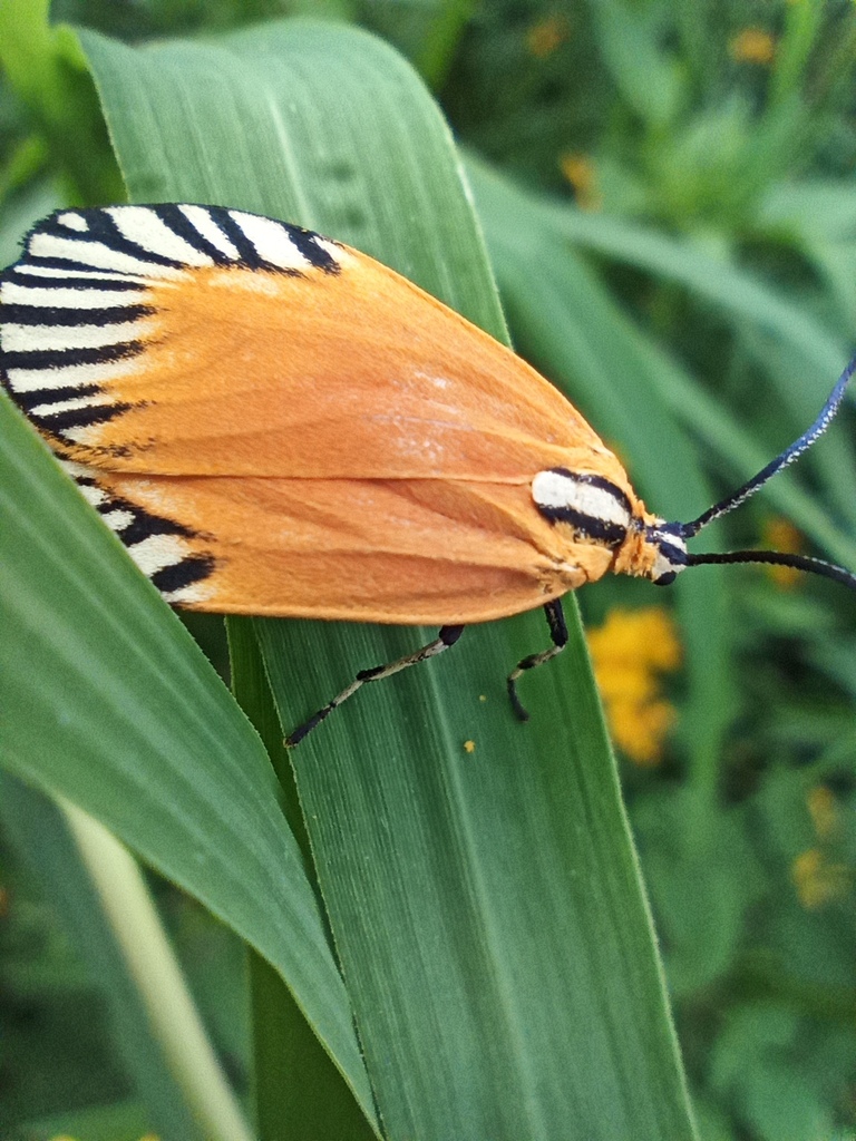 Pyromorpha radialis