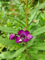 Angelonia