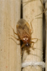 Amphiareus obscuriceps