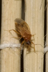 Amphiareus obscuriceps
