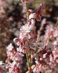 Eriogonum wrightii