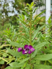 Angelonia
