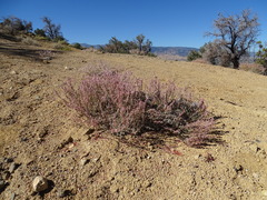 Eriogonum wrightii