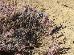 Eriogonum wrightii
