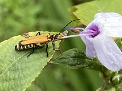 Chauliognathus flavipennis